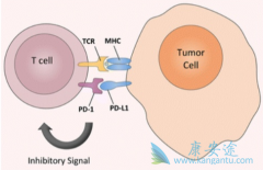 PD-1���Ƽ�������Ѹ�ٸı��ٴ�ʵ��