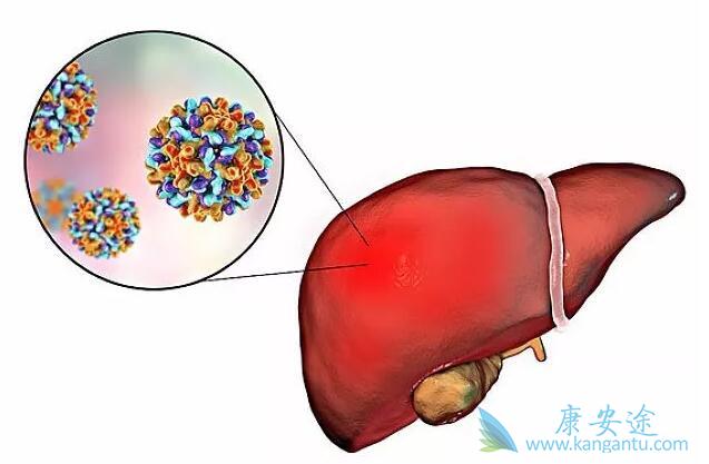 乙肝病毒携带者 乙肝病毒携带者