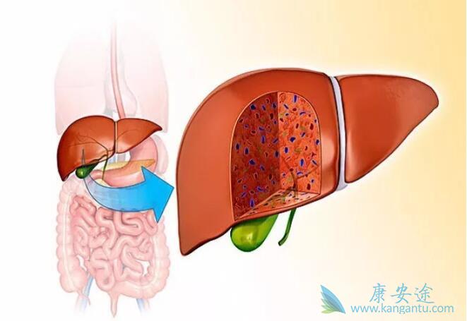 乙肝E抗体阳性 乙肝E抗体阳性