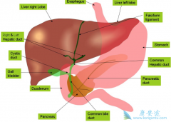 ���ε�֢״����Щ�����������������