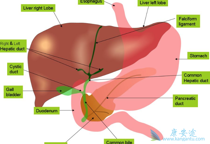 北京丙肝治疗医院 北京丙肝治疗医院