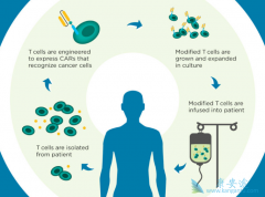 ��ôȥ��������CAR-Tϸ�����Ʒ�����CAR-Tϸ�����Ƶķ��ã�