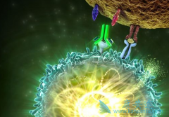 ��ôȥ��۹���PD-1���Ƽ������PD-1���Ƽ�����Ǯ��