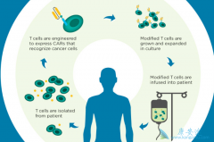 CAR-Tϸ���Ʒ�ֻ������ѪҺ������CAR-Tϸ���Ʒ���Ӧ֢��ȫ��