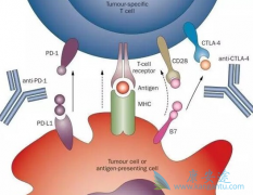 PD-1������PD-L1֮����ʲô����