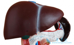 ���δ�������ʲô?���������ڵı�����������?