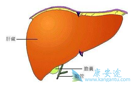 去哪里诊治丙肝 去哪里诊治丙肝