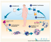 ��ô����ȥ��������CAR-T���ƣ�������CAR-T�Ʒ�����