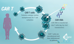 ���ڻ�����ȥ��������CAR-T������CAR-T�Ʒ�����Ч����ô����