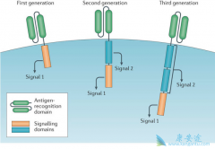 ʲô��CAR-T��CAR-T��������֢��