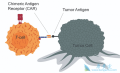 ���CAR-T�Ʒ�����ν��а�֢���Ƶ�