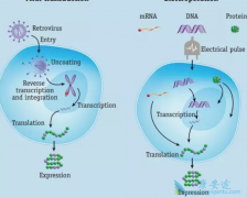 ��������������CAR-T���������������