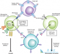 ��һ��CAR-T�Ʒ����ӳ�ϸ���ĳ־��Լ��ٶ��Լ�����