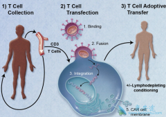 CAR-T��������ЩѪҺ��?CAR-T�����ô���