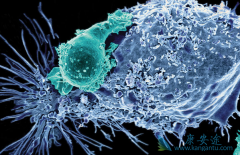 CAR-T���������Ķ�����������Щ