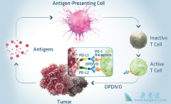 ����������PD-1���Ƽ�Keytruda�Լ�Opdivo���Ѿ������ڹ�������