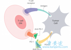 ʲô��PD-1���Ƽ���һ��PD-1���Ƽ�����ʹ�ö೤ʱ�䣿