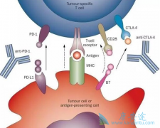 ���߳���PD-1���Ƽ�������֮һ���׸���ô�죿