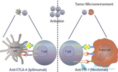 PD-1���Ƽ��ɼ��ٺϲ�HIV�ķΰ��������ڲ���