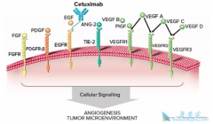 ���������������ڶ��ְ�֢�����Լ��Կ���Ƥ��������