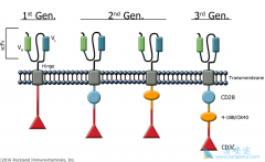 CAR-T���ƾ��������Զ෢�Թ�����������Ч