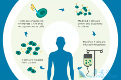 ʲô��CAR-Tϸ�������Ʒ���CAR-Tϸ���Ʒ��з�����