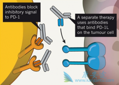 PD-1������Ч����ͨ��Tϸ��Bimˮƽ��Ӧ����