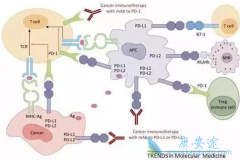 PD-1���Ƽ�һ���¶���Ǯ?PD-1���Ƽ���Ч����