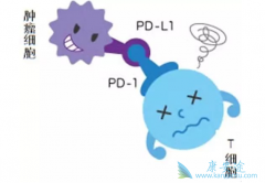 ��֢��������ڹ��ڹ���PD-1���Ƽ�