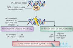 ��������(OLAPARIB)�����������ٰ�Ч�����