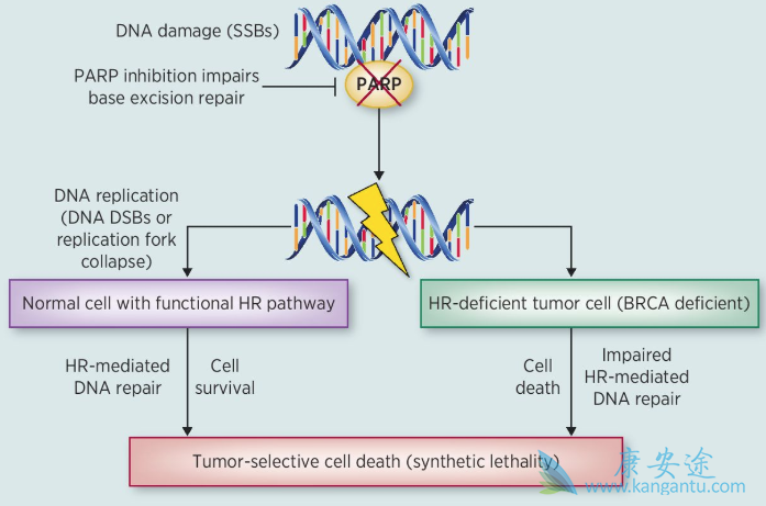 奥拉帕尼 奥拉帕尼