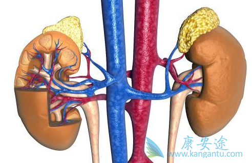 肾癌的治疗 肾癌的治疗