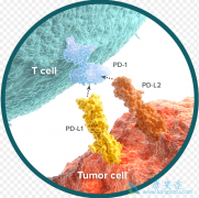 PD-1���Ƽ���ķ�������������ɫ����Ч������