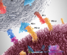 �����е�PD-1���Ƽ�ŷ����(Opdivo)�������఩֢����Ч������