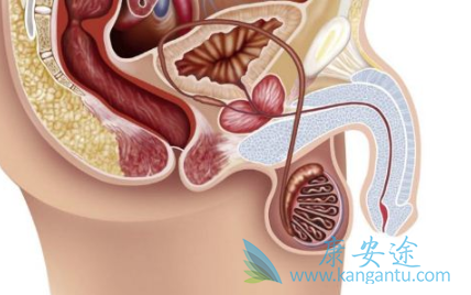 前列腺癌能活多久 前列腺癌能活多久
