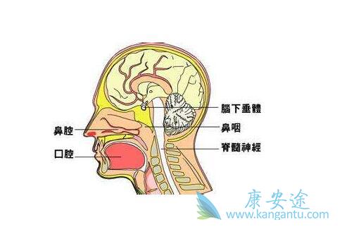 鼻咽癌症状 鼻咽癌症状
