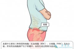 ��Щ��Ⱥ�������ܵ���Ѫ������Ϯ