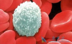 ����Bϵ�ܰ�ϸ����Ѫ�������Ʒ�������