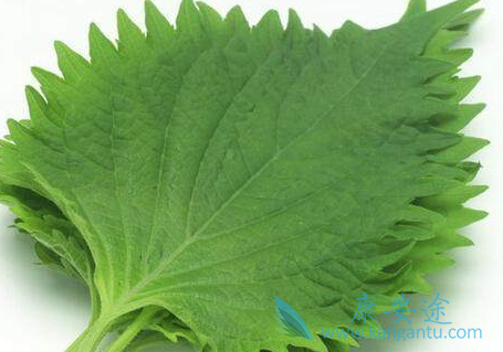 肺癌晚期偏方 肺癌晚期偏方