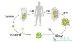 ǳ��CAR-T�Ʒ�Ŀǰ�����ٵļ�������