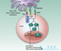 PD-1��PD-L1��ʲô��PD-1���Ƽ�����Щ�ŵ㣿