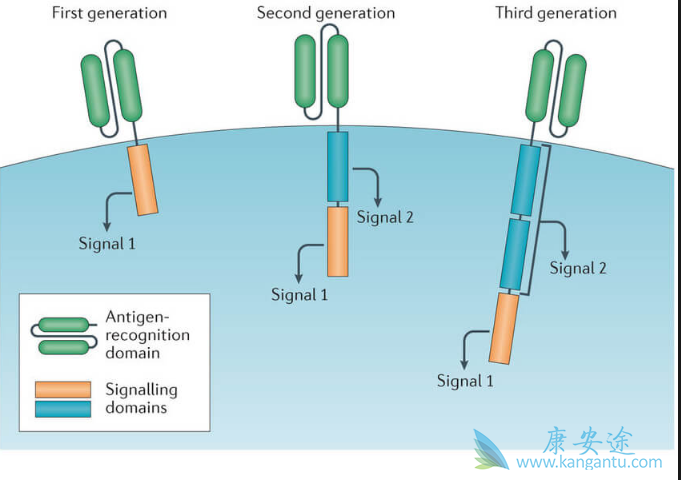 CARTϸ������