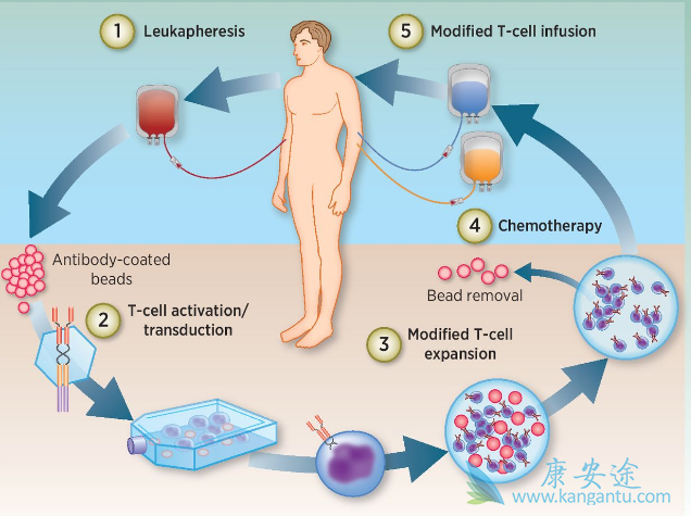 CARTϸ����������