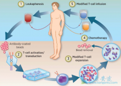 ʲô��CART������CARTϸ���Ʒ���һ���µ�ϸ���������Ʒ���