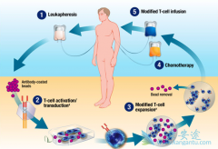 Ibrutinib�����CAR-T����ЧӦ��һ���²���