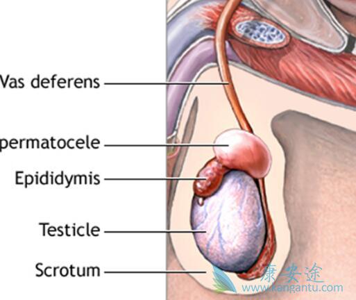 睾丸癌症状 睾丸癌症状