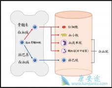 ��Ѫ��������֢״����Ѫ�����ߵ��ճ�����