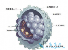 �Ҹβ���Я����ÿ�궼��Ҫ�����