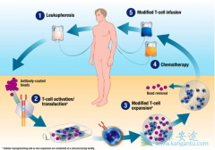 CD19���������֪��CAR-T�������Ƶİе�֮һ