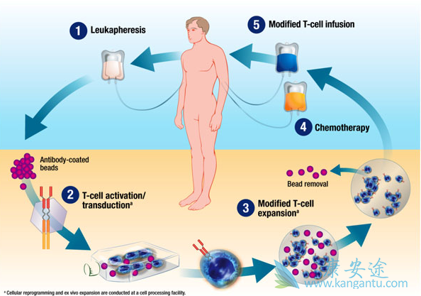 CAR-T��������